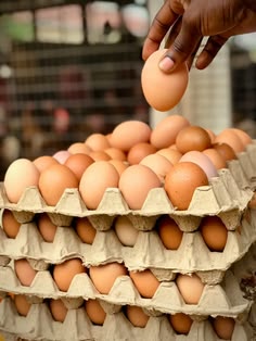 Fresh farm eggs